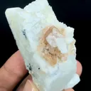 specimen video