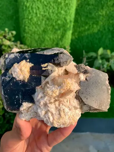 specimen video