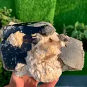 specimen video