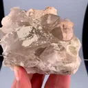 specimen video
