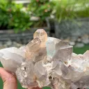 specimen video