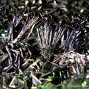 Torbernite, Metatorbernite, Curite - image 4