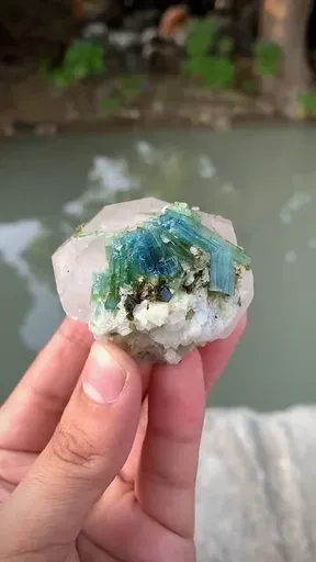 specimen video