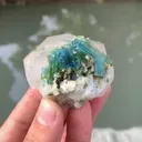 specimen video