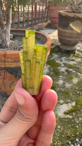 specimen video