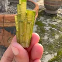 specimen video