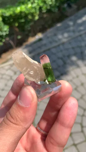 specimen video