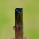 Tourmaline 5.2 grams - Sahatany Valley, Ibity, Antsirabe II District, Vakinankaratra, Madagascar - image 6