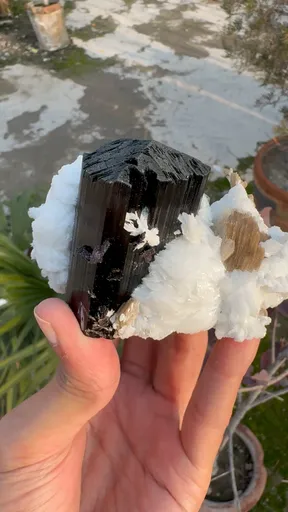 specimen video