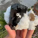 specimen video