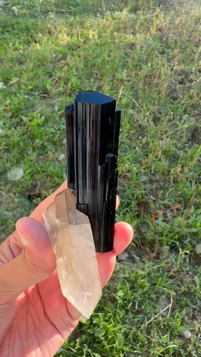 specimen video