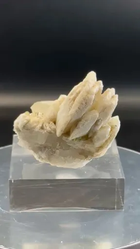 specimen video