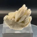 specimen video