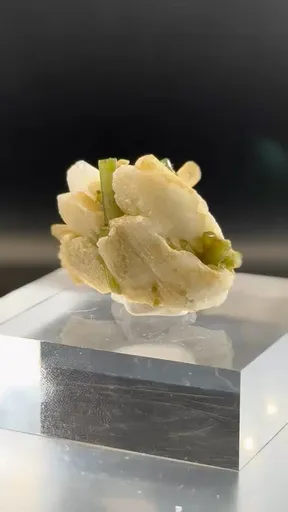 specimen video