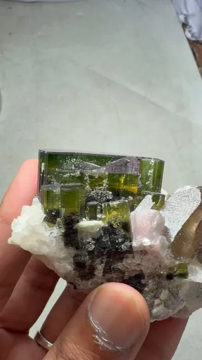 specimen video