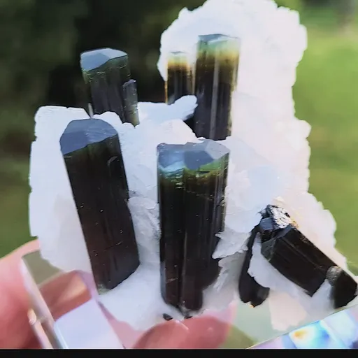 specimen video