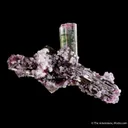 Tourmaline Cluster with Lepidolite (floater) - image 1