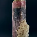 specimen video