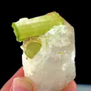 specimen video
