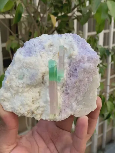 specimen video