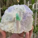 specimen video