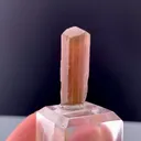 specimen video