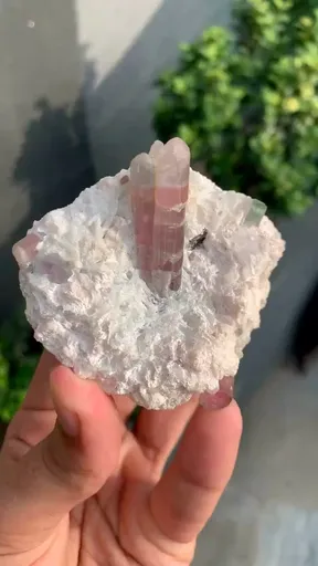 specimen video