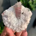 specimen video