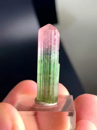 specimen video