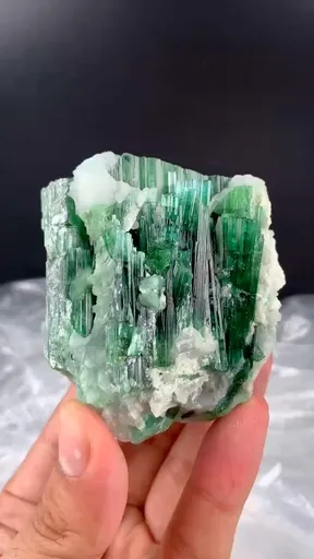 specimen video