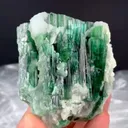 specimen video