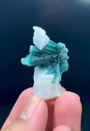 specimen video