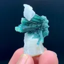 specimen video