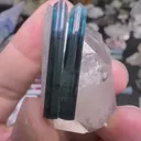 specimen video