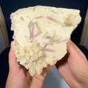 specimen video