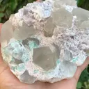 specimen video