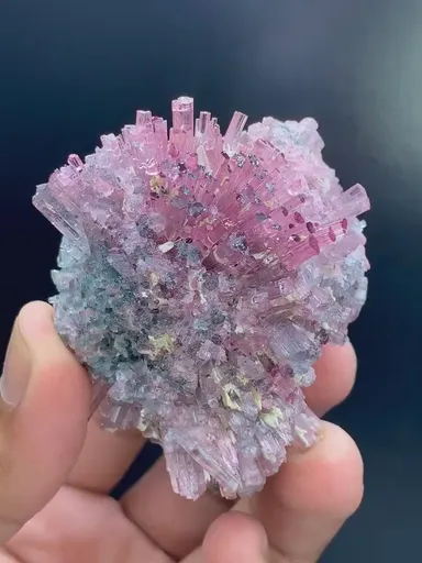 specimen video