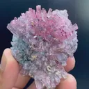 specimen video