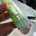 specimen video