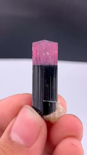 specimen video