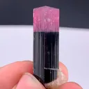 specimen video