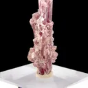 specimen video