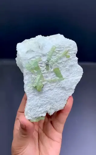 specimen video