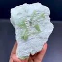 specimen video