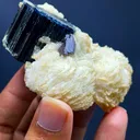 specimen video