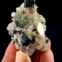 specimen video