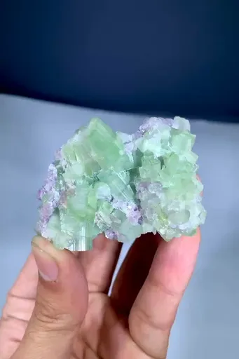 specimen video