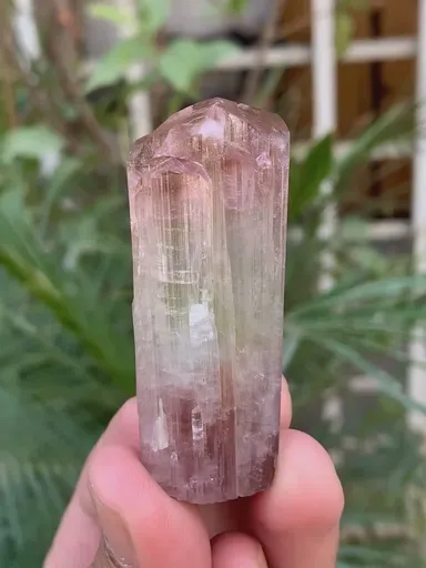 specimen video