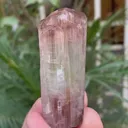 specimen video