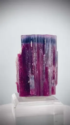specimen video